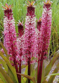 Eucomis comosa 'Tugela Jewel'